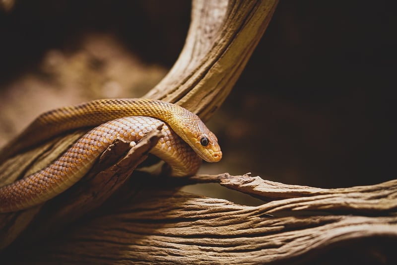 Camouflaged Secrets